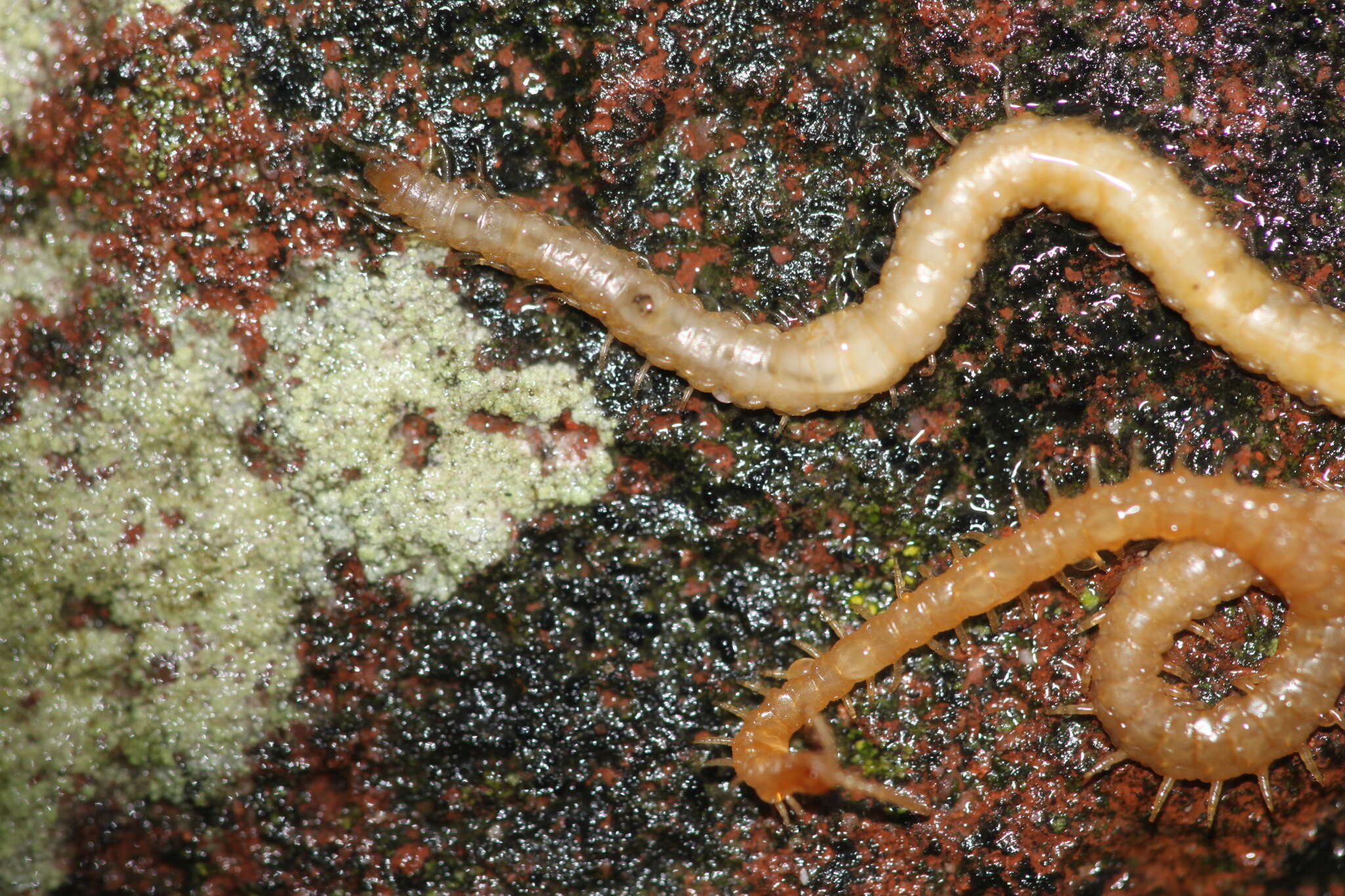 Image of boreal yellow-headed soil centipede