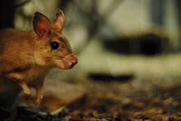 Image of Malagasy Giant Jumping Rat