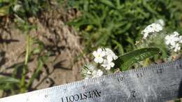 صورة Cryptantha intermedia (A. Gray) Greene