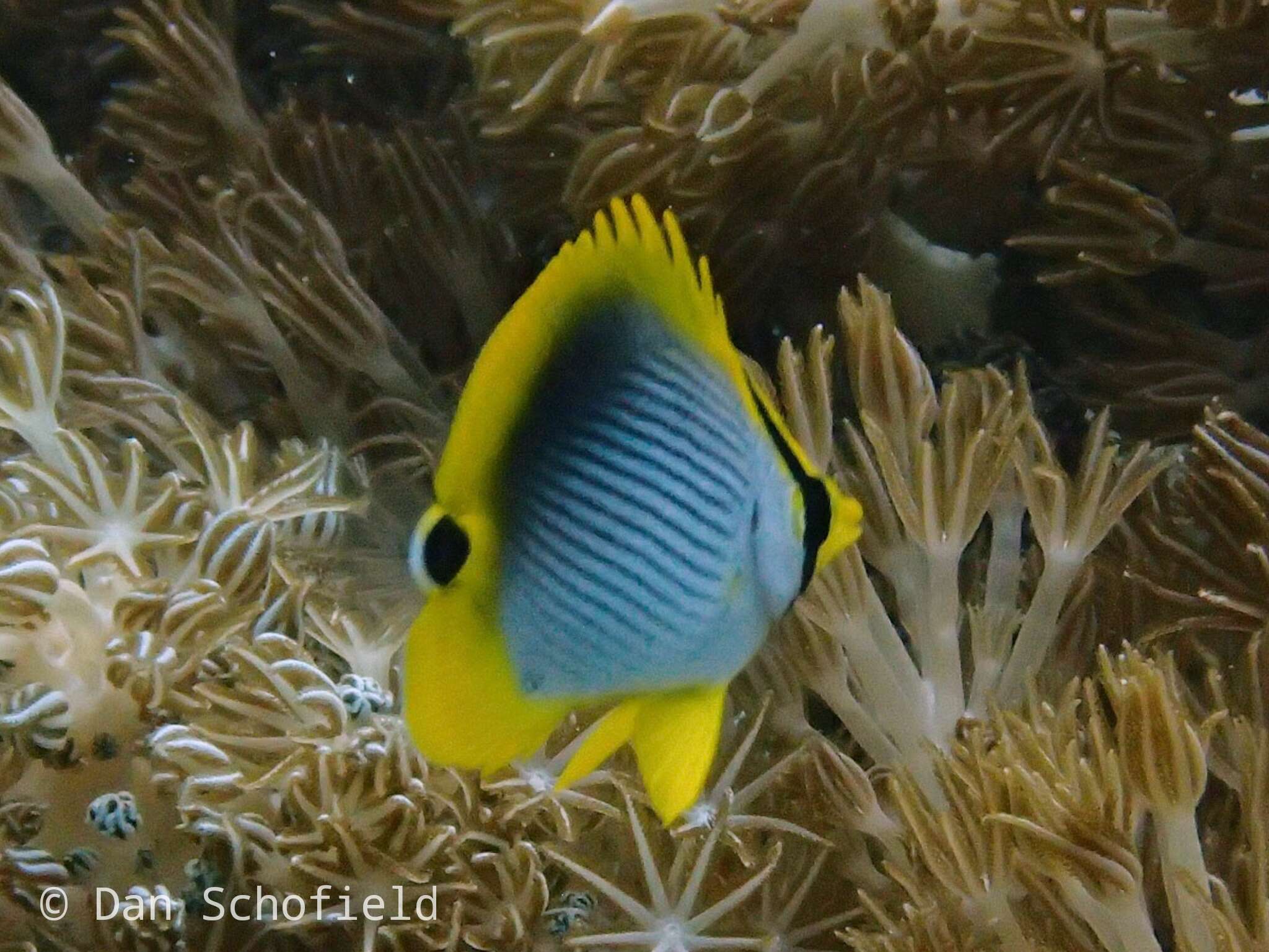 Image of Spot-tail Butterfly Fish