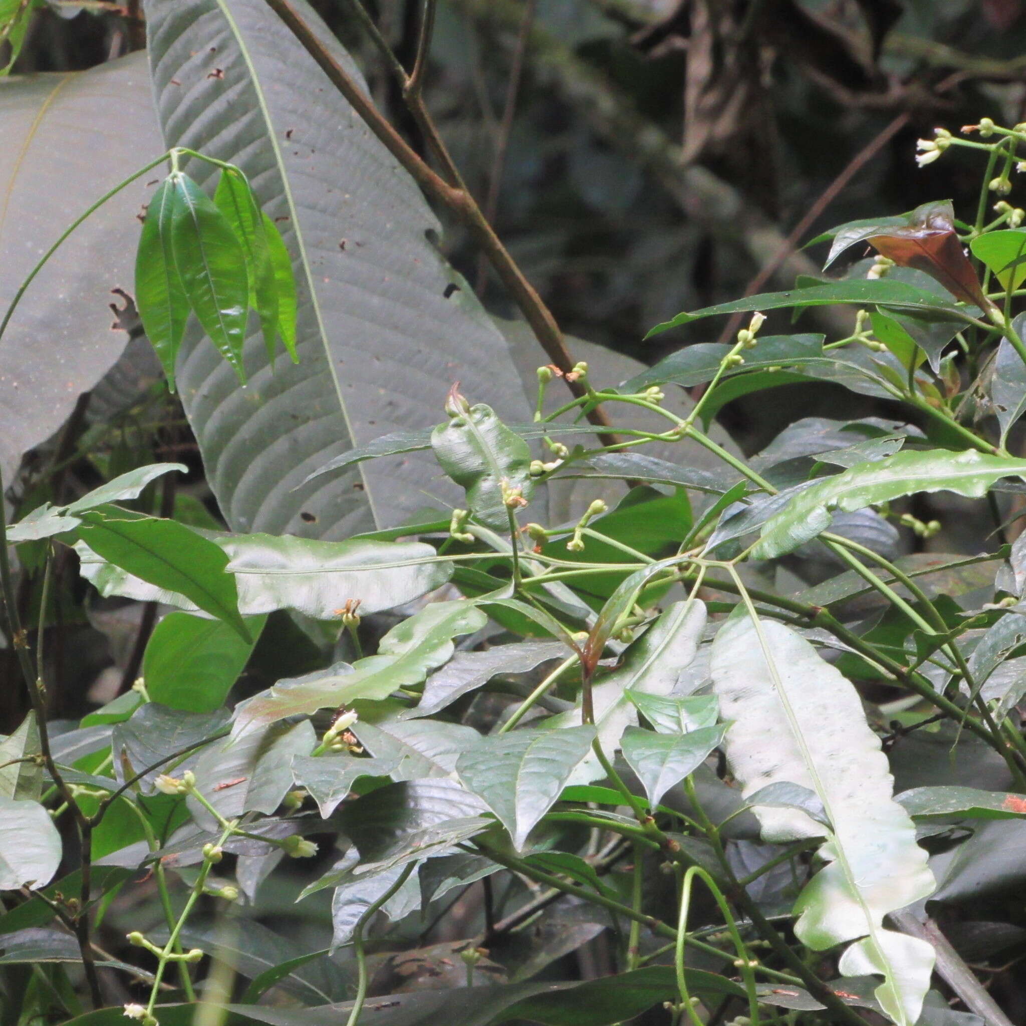 Image of Palicourea caerulea (Ruiz & Pav.) Schult.