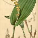 Imagem de Acianthera bicarinata (Lindl.) Pridgeon & M. W. Chase