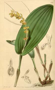 Image of Acianthera bicarinata (Lindl.) Pridgeon & M. W. Chase