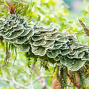 Image of dictyonema lichen