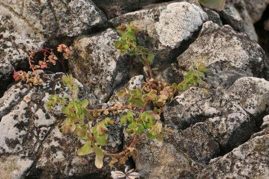 Image of Euphorbia peplus var. minima DC.