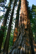 Image of giant sequoia