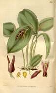 Image of Acianthera prolifera (Herb. ex Lindl.) Pridgeon & M. W. Chase