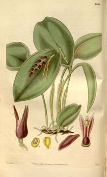 Image of Acianthera prolifera (Herb. ex Lindl.) Pridgeon & M. W. Chase