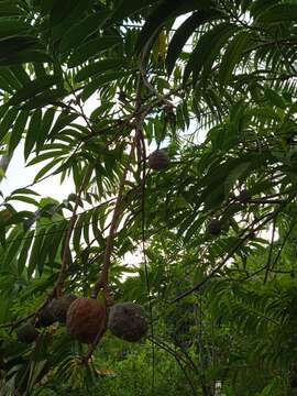 Слика од Annona reticulata L.