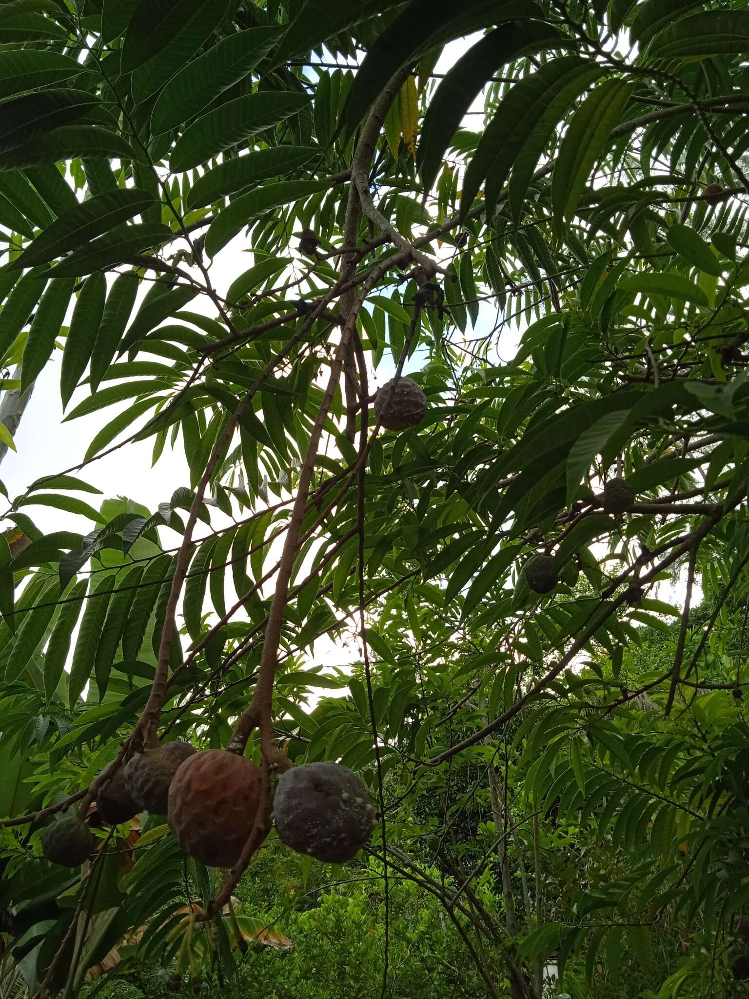 Imagem de Annona reticulata L.