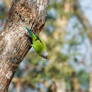 Image of Blossom-headed Parakeet