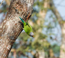 Image of Blossom-headed Parakeet