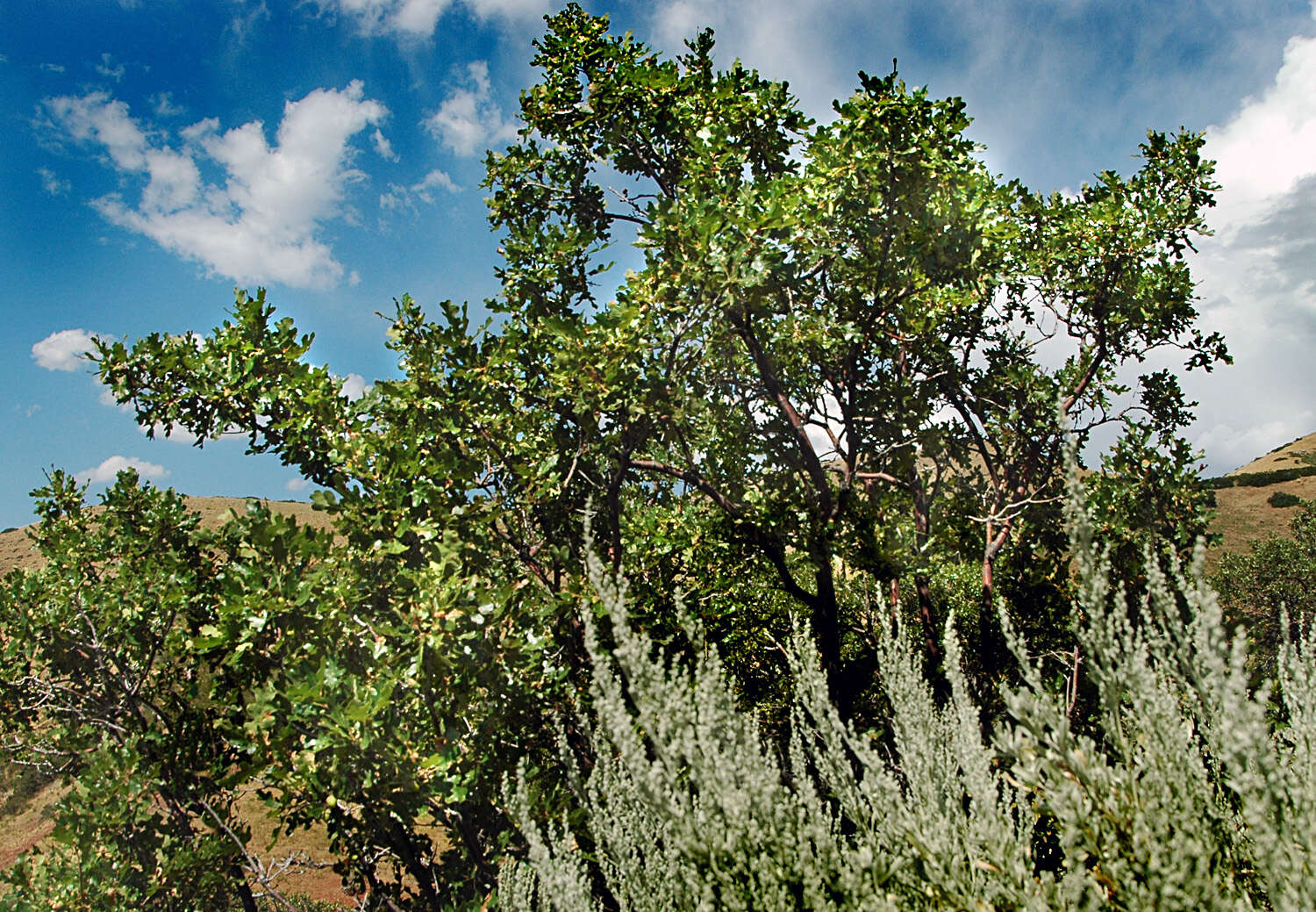 Image of Gambel Oak