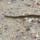 Image of Graham's Crayfish Snake