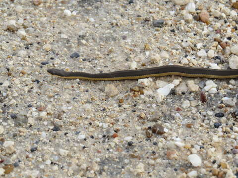 Image of Graham's Crayfish Snake