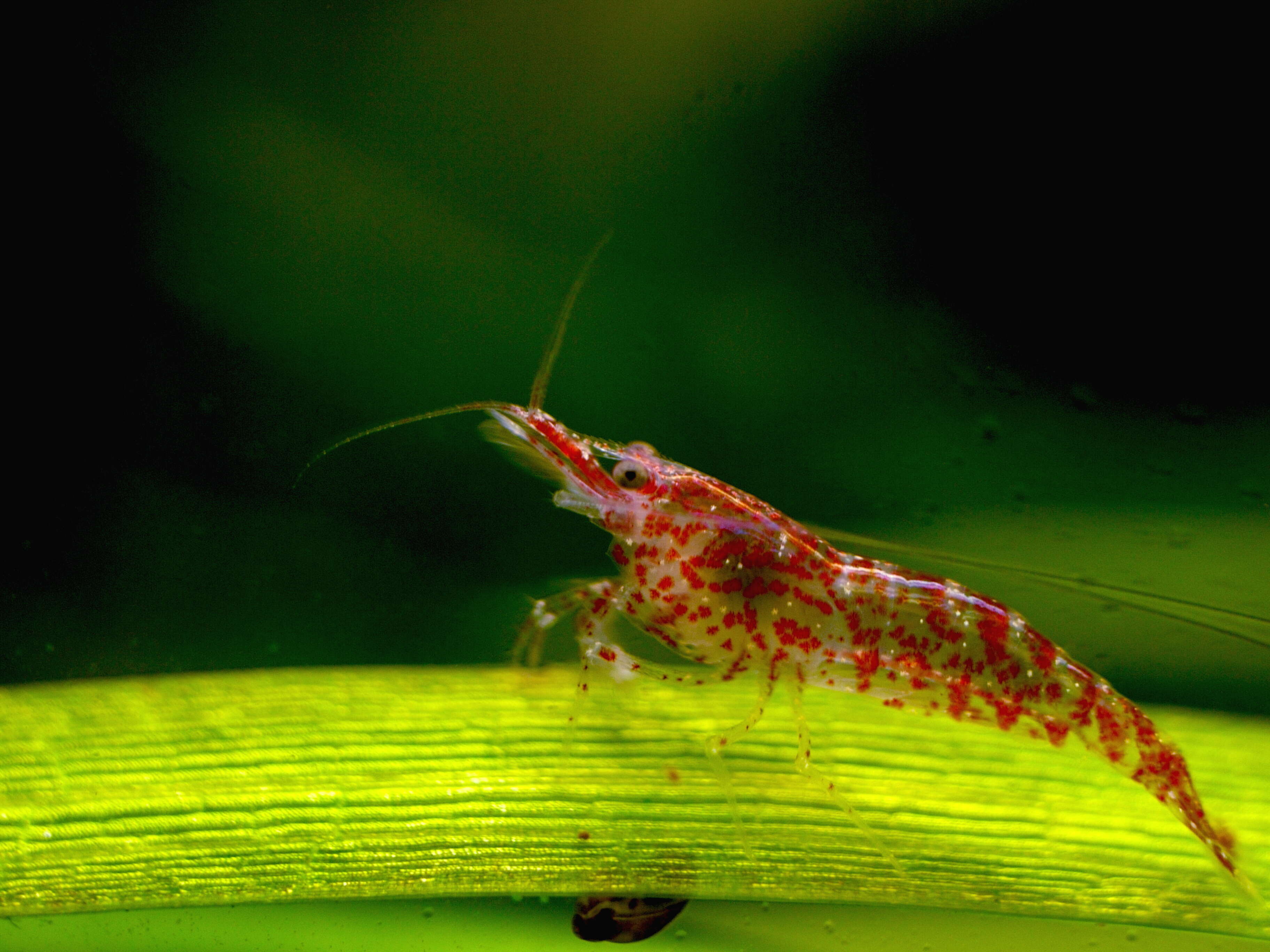 Image of Neocaridina heteropoda