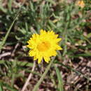 Leucochrysum albicans subsp. albicans resmi