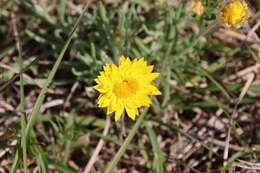 Image of Leucochrysum albicans subsp. albicans