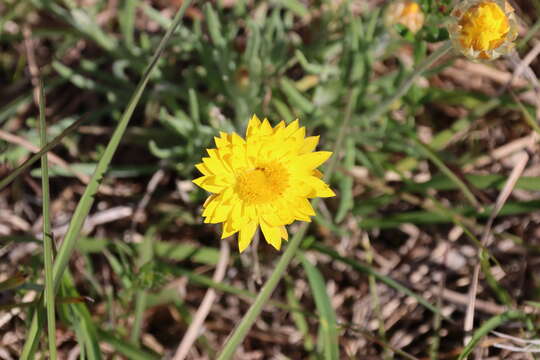 Leucochrysum albicans subsp. albicans resmi