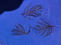 Image of shortspike watermilfoil