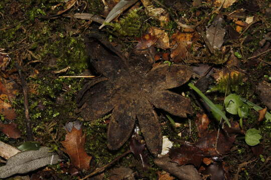 Image de Astraeus telleriae M. P. Martín, Phosri & Watling 2013