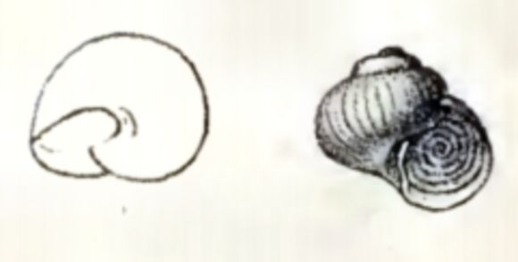 Image of <i>Skenea trochoides</i> (Friele 1876)