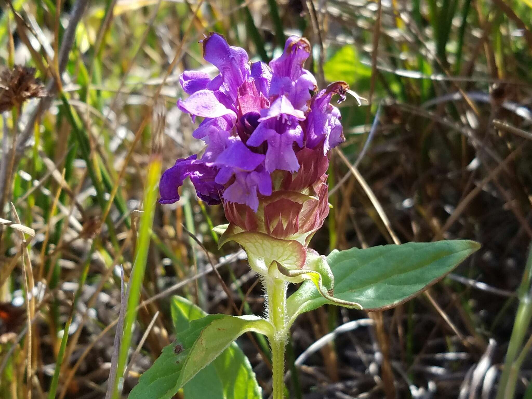 Image of lance selfheal