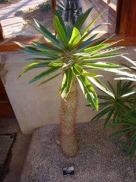 Image of Pachypodium lamerei Drake