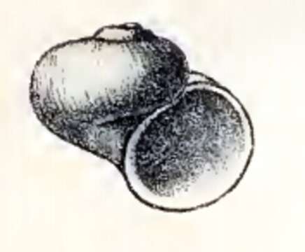 Image of Skenea valvatoides (Jeffreys 1883)