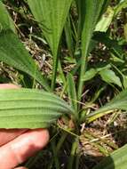 صورة Plantago sparsiflora Michx.