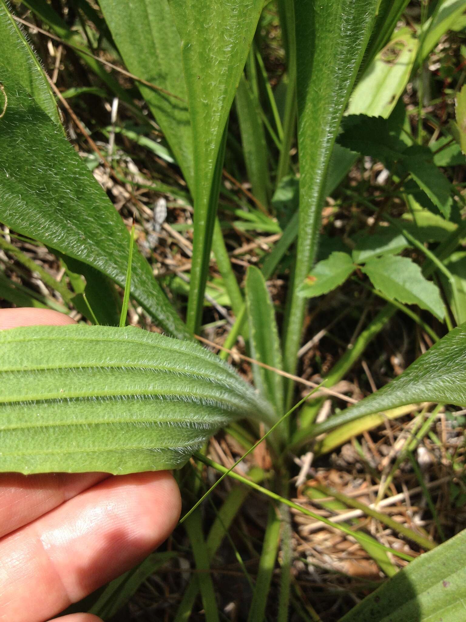 صورة Plantago sparsiflora Michx.