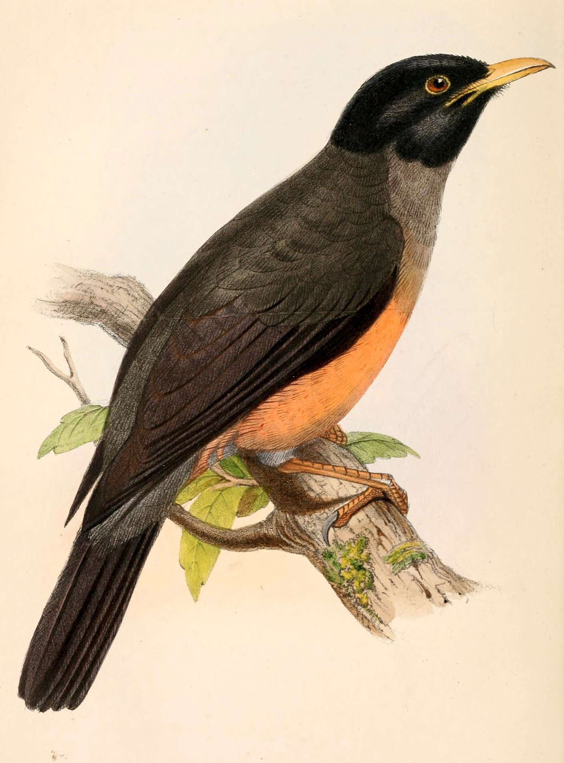 Image of Chestnut-bellied Thrush