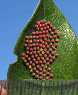 صورة Acraea petraea Boisduval 1847