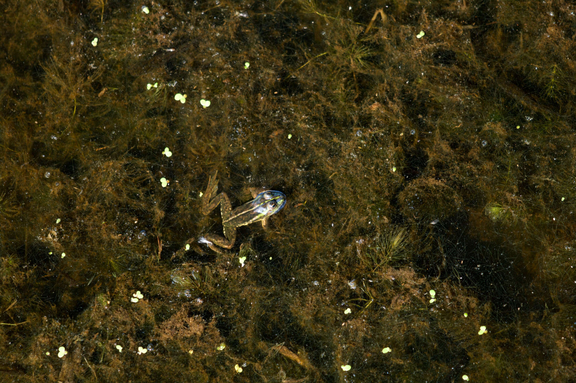 Image of Dahl’s Aquatic Frog