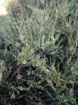 Image of Olearia solandri (Hook. fil.) Hook. fil.