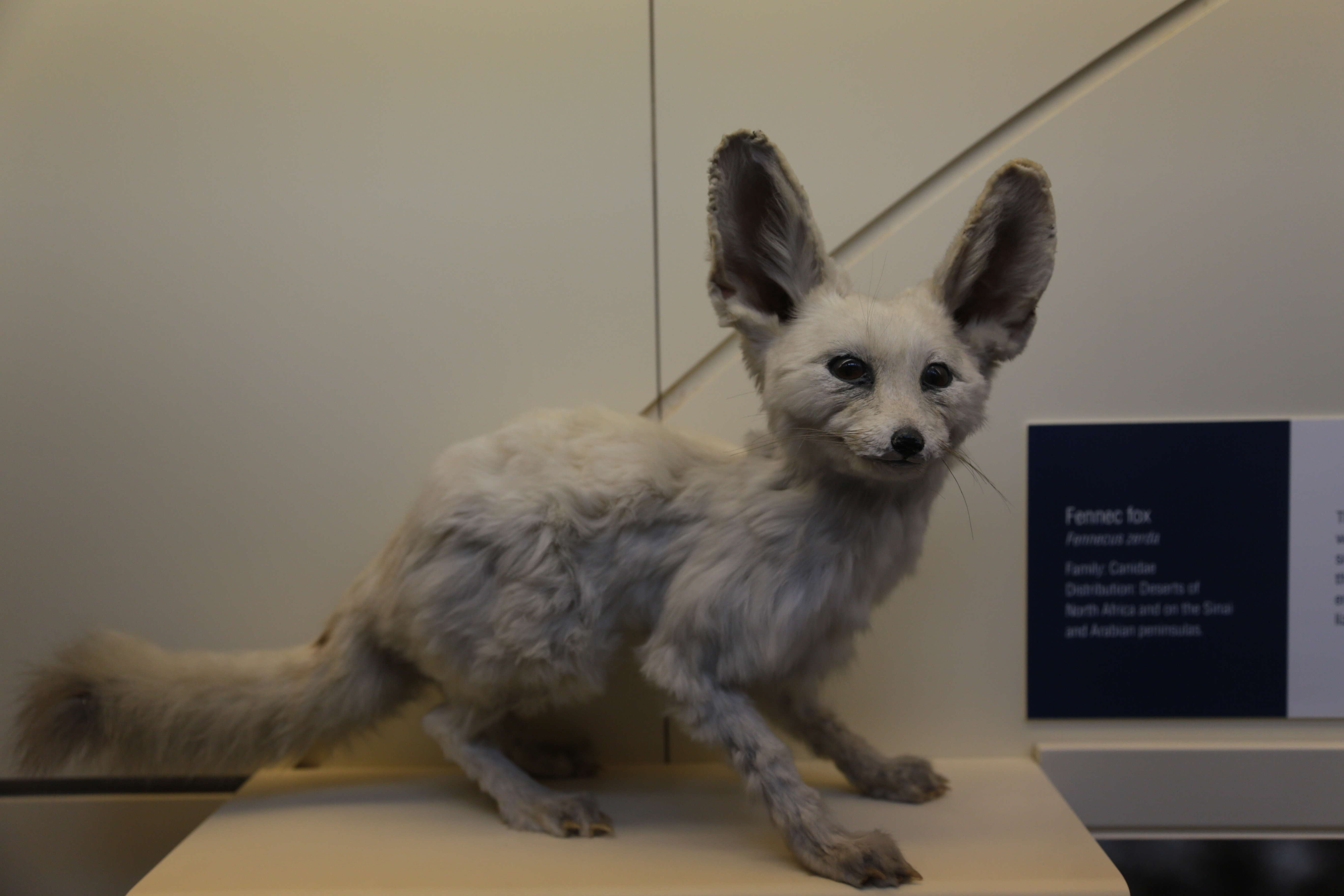 Image of Fennec Fox