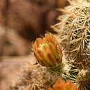 Image of Correll's hedgehog cactus