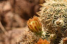 Image of Correll's hedgehog cactus