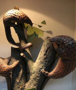 Image of tree pangolin