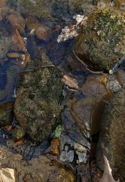 Image of Porella pinnata L.