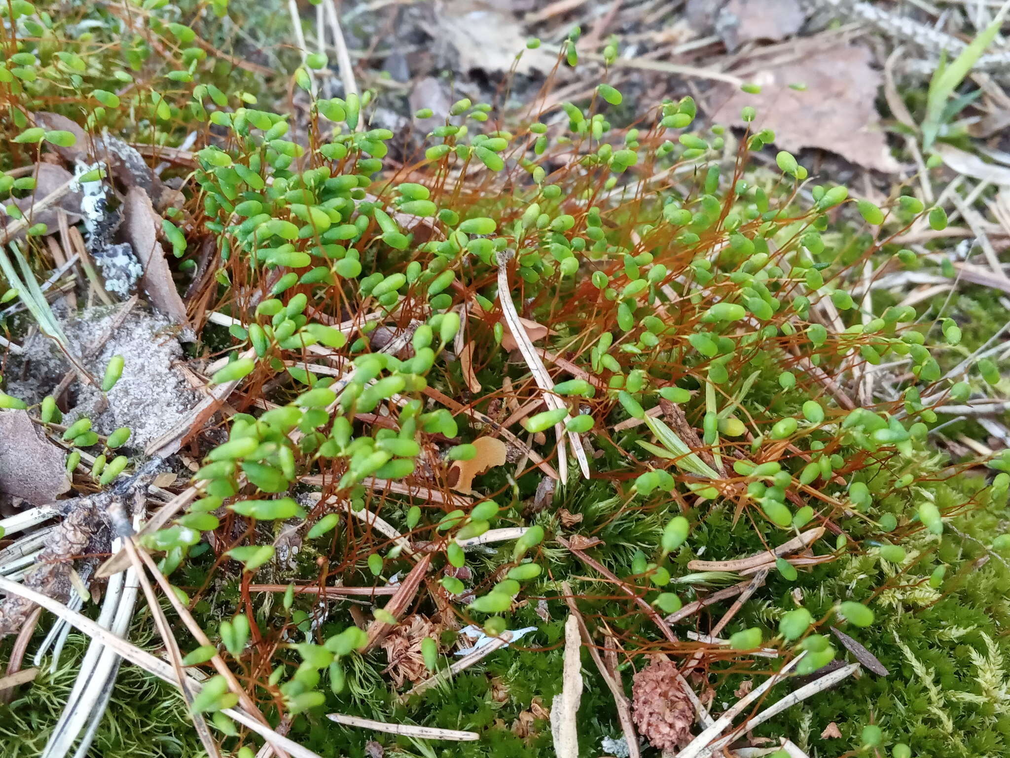 Image of pohlia moss