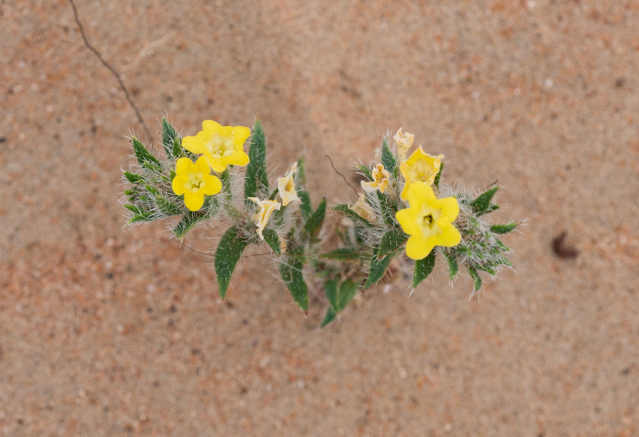 Слика од Arnebia hispidissima (Lehm.) DC.