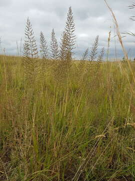 Image of Cross grass