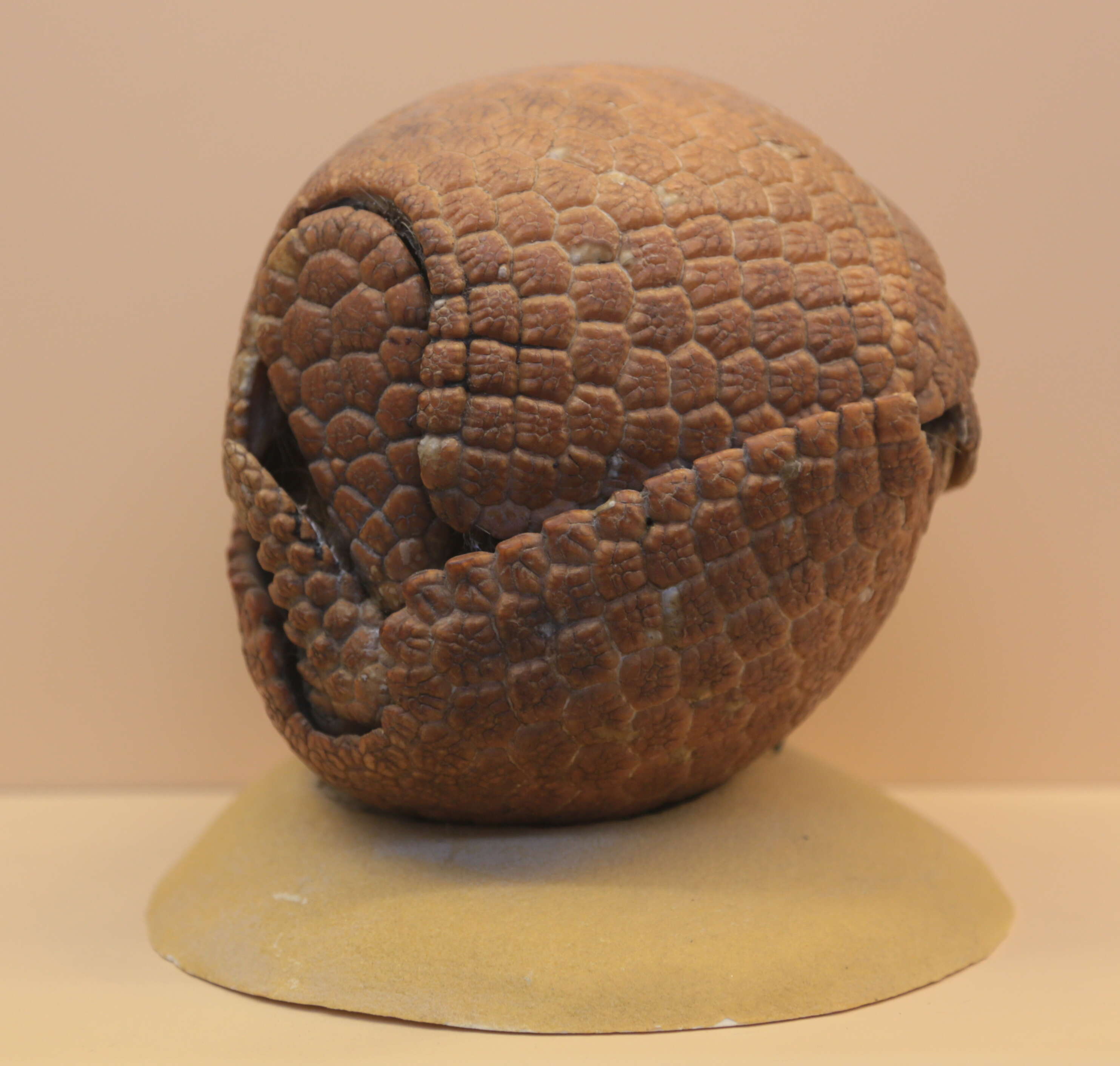 Image of Brazilian Three-banded Armadillo