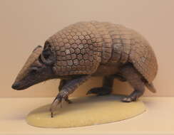 Image of Brazilian Three-banded Armadillo