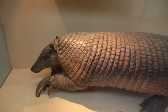 Image of giant armadillo