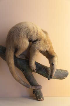 Image of Southern Tamandua