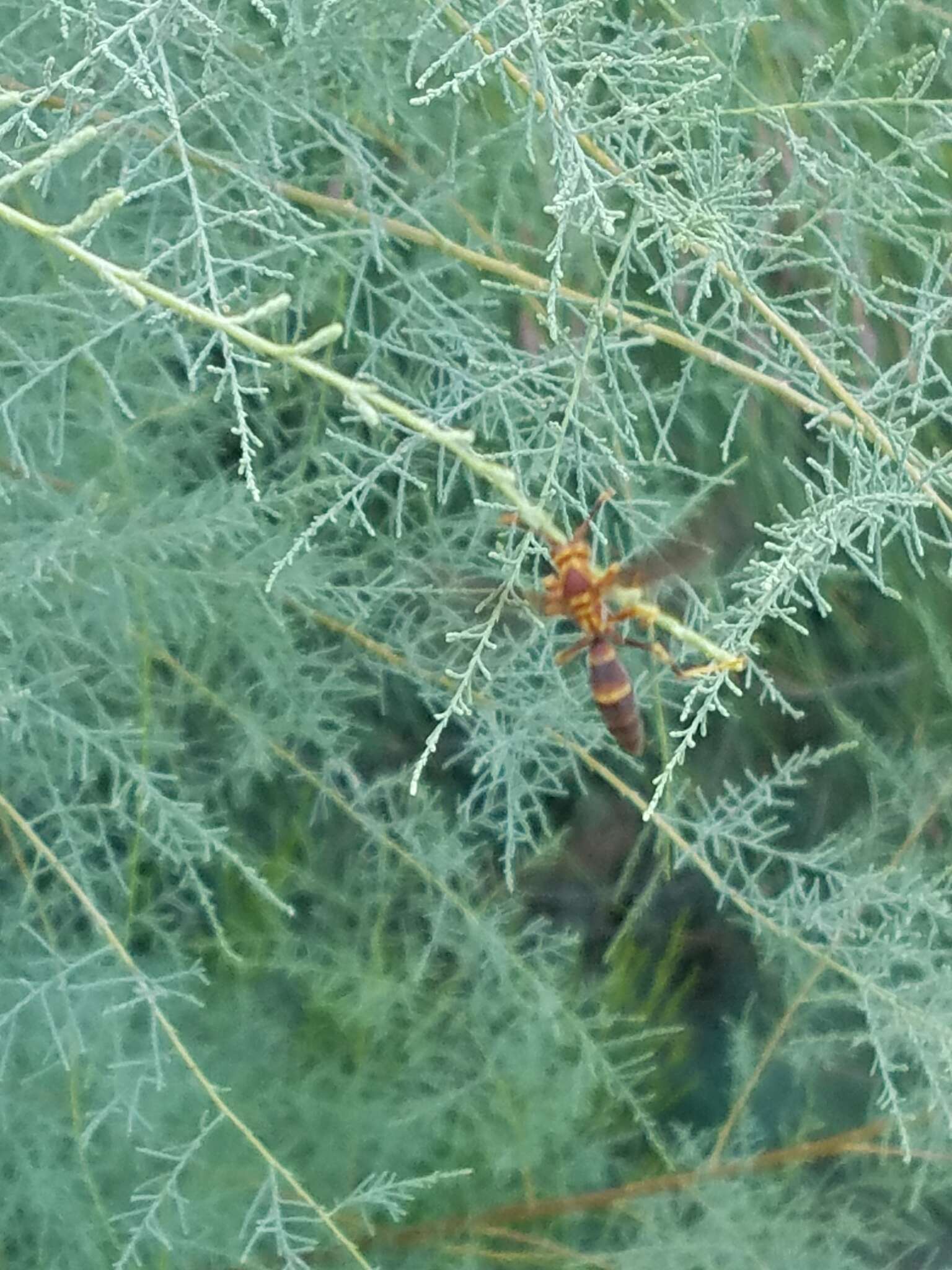 صورة Polistes arizonensis Snelling 1954