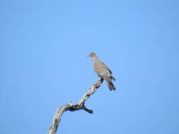 Image de Pigeon simple