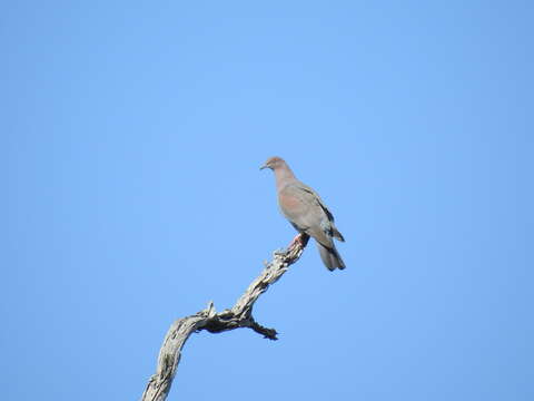 Image de Pigeon simple